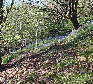 Bluebells Flowery Fold Ancient Woodland