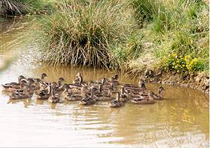 Ducks on Wildlife Pond