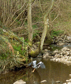 Heron taking off from the beck